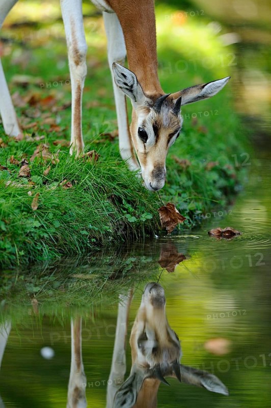 A curious antelope looks into a river, on a grassy bank full of leaves, damagazelle (Nanger dama) or captive