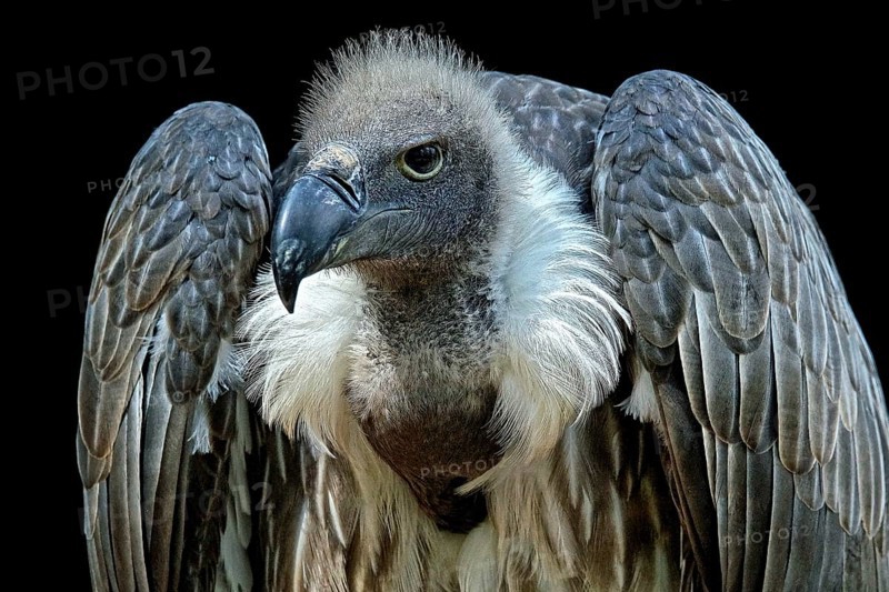 Animals, birds, vultures, white-backed vulture, (Gyps africanus), portrait
