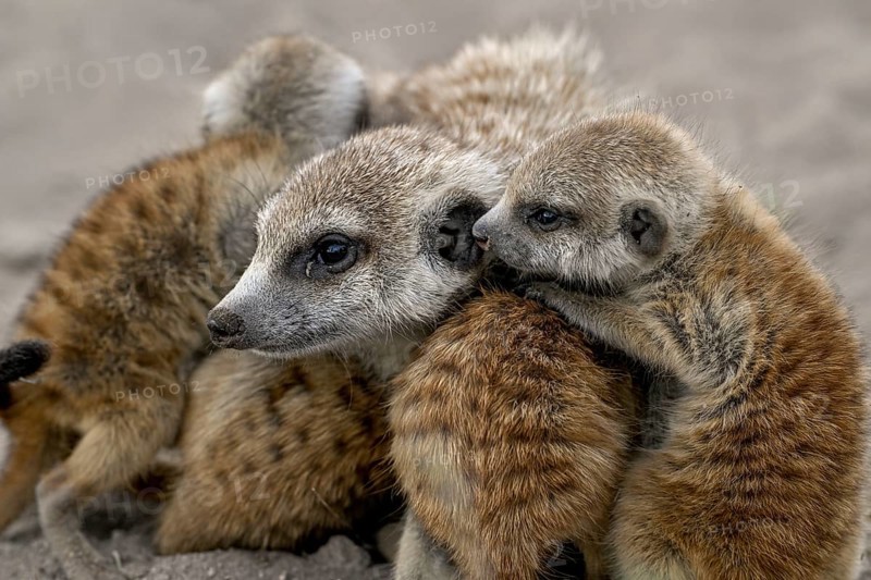Meerkat or Suricata (Suricata suricatta), mother with young, Makgadikgadi Salt Pans, Makgadikgadi Pans National Park, Central District, Botswana