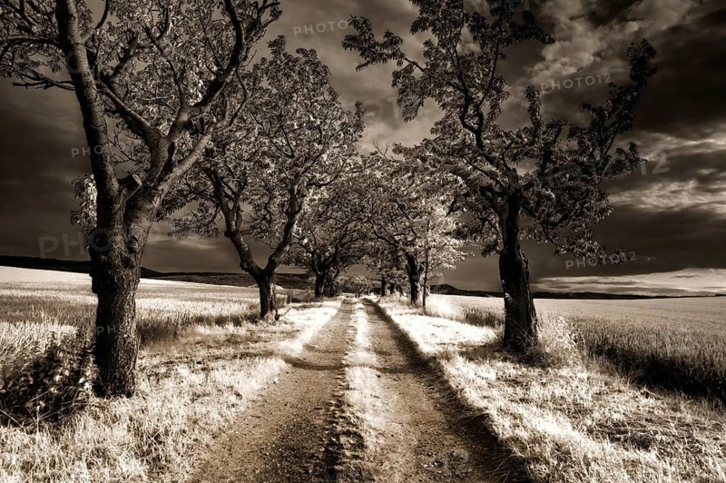 Landscape with cherry avenue, near Blankenburg, Harz district, Saxony-Anhalt, Germany