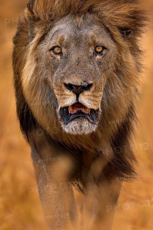 African lion, male. Botswana wildlife. Lion, slose-up detail portrait. Animal in fire burnt place, lion grass walk in the wind, Savuti, Chobe NP in Botswana. Hot season in Africa