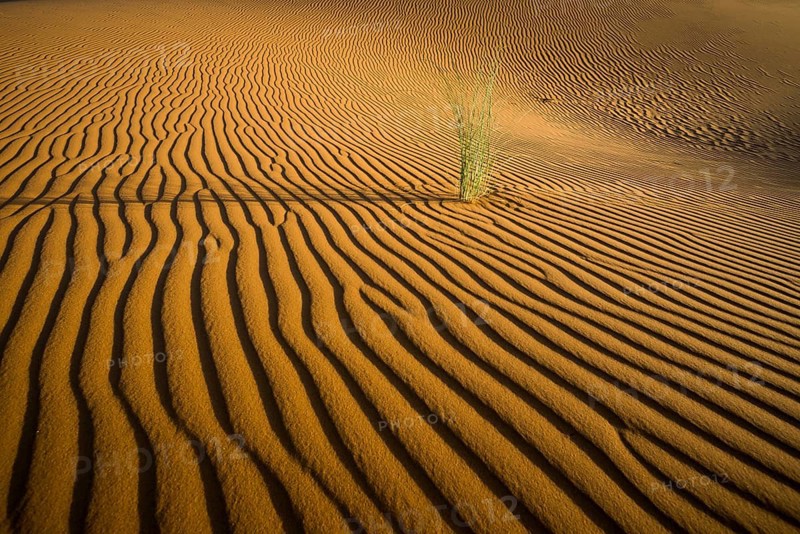 Sand dunes, sunset, near Merzouga, Meknès-Tafilalet region, Erg Chebbi, northern Sahara, Morocco
