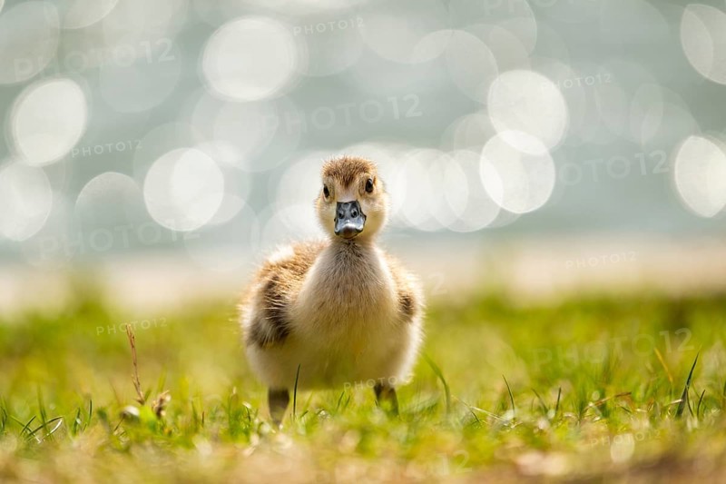 Egyptian goose (Alopochen aegyptiaca) cute chick on a meadow at the shore of a lake, Bavaria, Germany