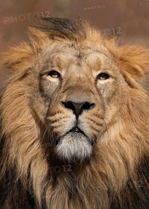 Asiatic Lion (Panthera leo persica), male, portrait, occurring in India, captive