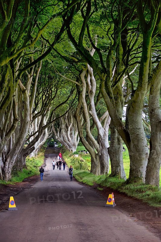 Tourist group, walker, no stopping, famous beech avenue, The Dark Hedges, tunnel avenue, Ballymoney, County Antrim, Northern Ireland, Great Britain