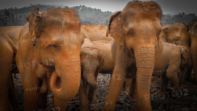 Herd of Asian elephants (elephas maximus) standing peacefully together in a wooded area, Pinnawela Elephant Orphanage, Sri Lanka
