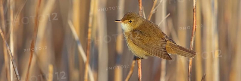 Reed Warbler, subspecies scirpaceus, (Acrocephalus scirpaceus scirpaceus), (Acrocephalus scirpaceus), animals, birds, songbirds, Hockenheim, Baden-Württemberg, Federal Republic of Germany