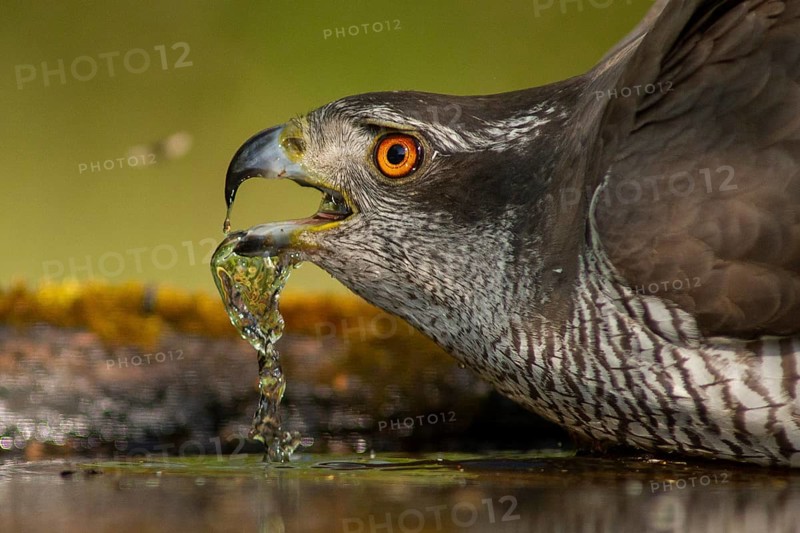 Northern Goshawk (Accipiter gentilis) drinking at a waterhole, Subotica, Serbia