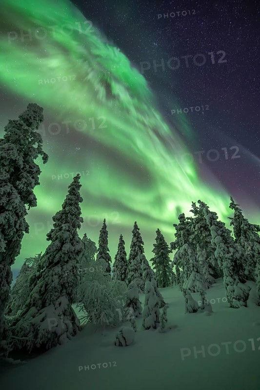 Northern lights over winter landscape, snow-covered trees, Riisitunturi National Park, Posio, Lapland, Finland