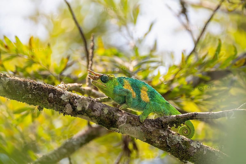 Three-horned chameleon (Trioceros jacksonii), male, between leaves on a branch, Bwindi Impenetrable Forest National Park, Uganda