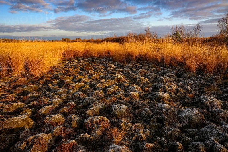Wide, wintry Goldenstedt moor with pipe grass in the evening light, Goldenstedt, Lower Saxony, Germany