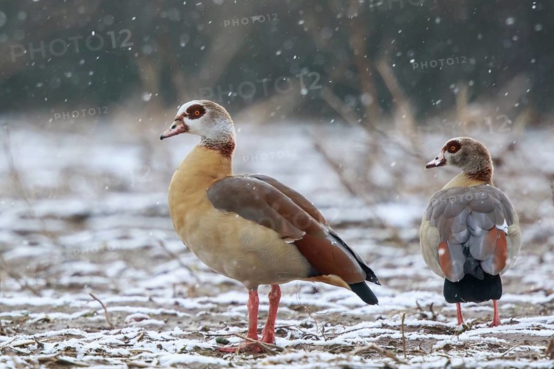 Egyptian Goose (Alopochen aegyptiaca) pair, North Rhine-Westphalia, Germany