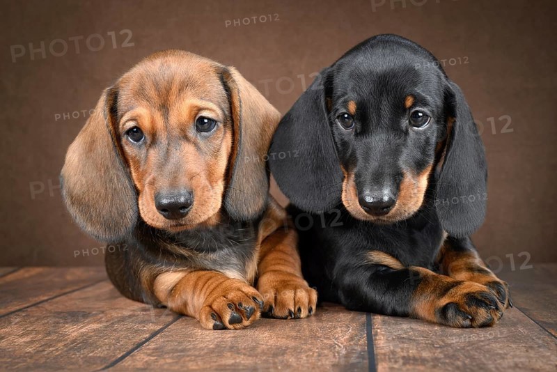 A pair of small dachshund puppies sits on a dark background, exuding cuteness and charm. Their expressive eyes and soft fur contribute to an irresistible, heartwarming scene
