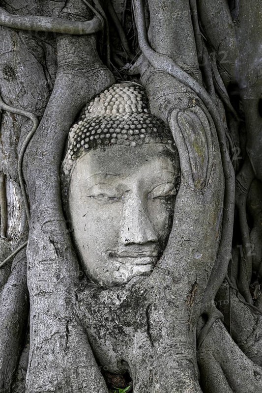 Sandstone Buddha head at the foot of a Bodhi tree in Wat Mahathat, Temple of the Great and Holy Relic, Ayutthaya, Ayutthaya Province, Thailand