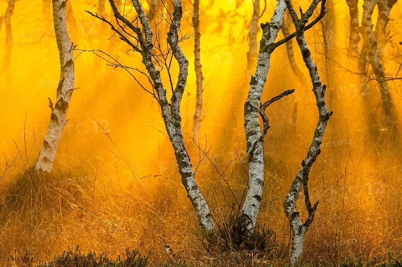 Birches (Betula) in the fog at dawn in the Molberger Dose, moor, raised bog, Molbergen, Lower Saxony, Germany