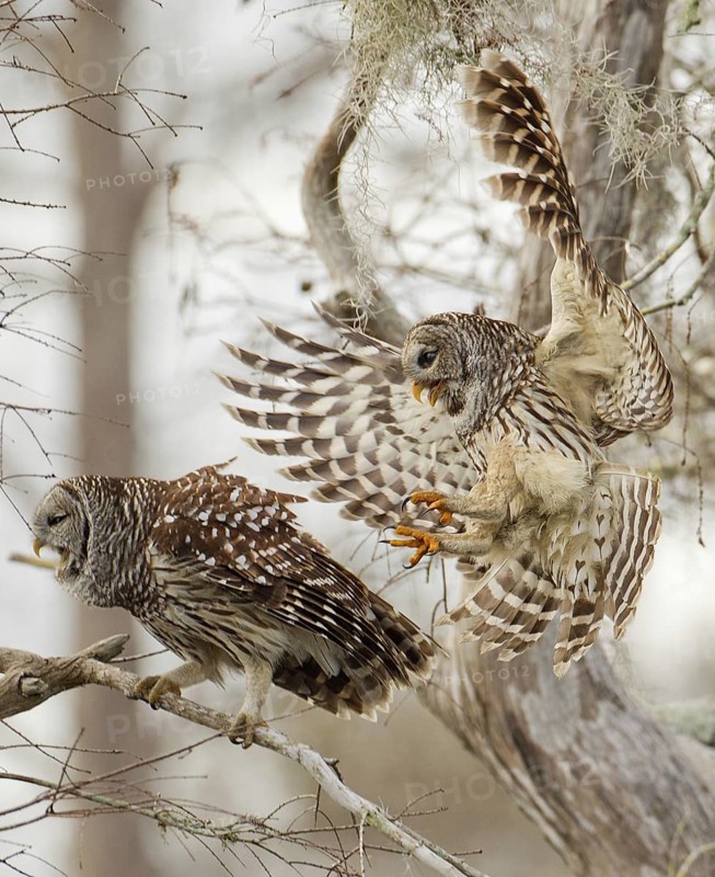 Barred Owl (Strix varia) flying, Florida, USA