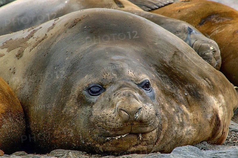 Animals, mammals, resting elephant seal, South Georgia, Antarctica