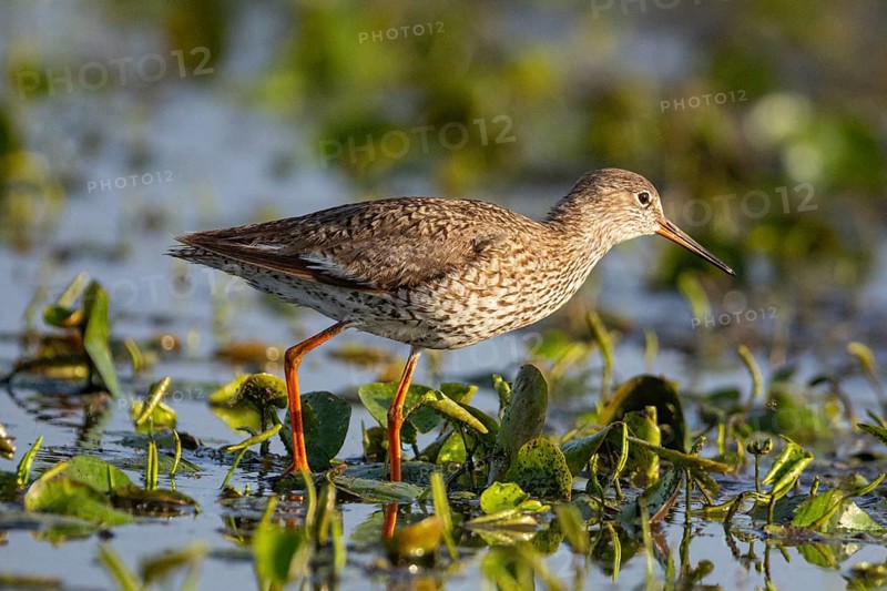 Spotted Redshank (Tringa erythropus) Hungary