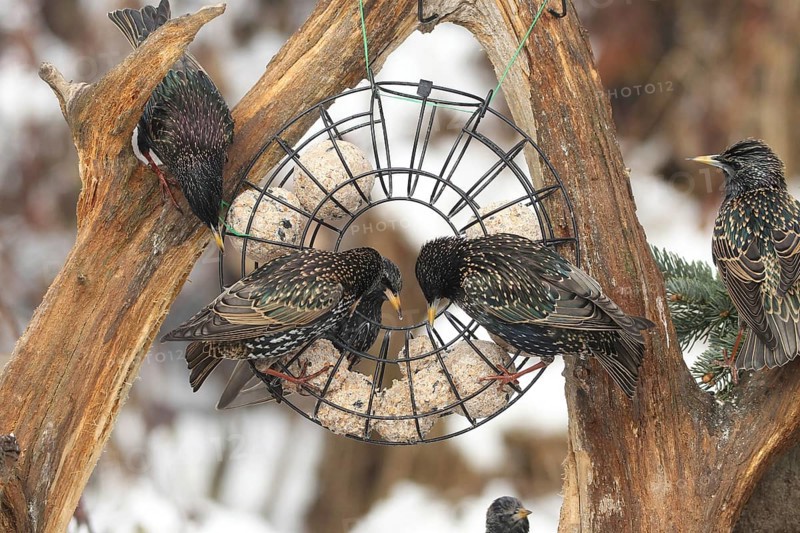 Starling (Sturnus vulgaris) at winter feeding in the forest, Allgäu, Bavaria, Germany, Allgäu, Bavaria, Germany