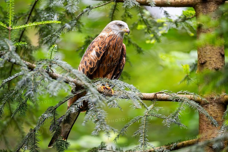 Red kite (Milvus milvus) sitting on a branch, Bavaria, Germany