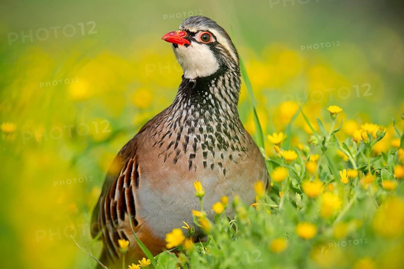 A red-legged partridge stands proudly among lush yellow wildflowers, showcasing its distinctive plumage and bright red beak The scene captures the harmony of nature
