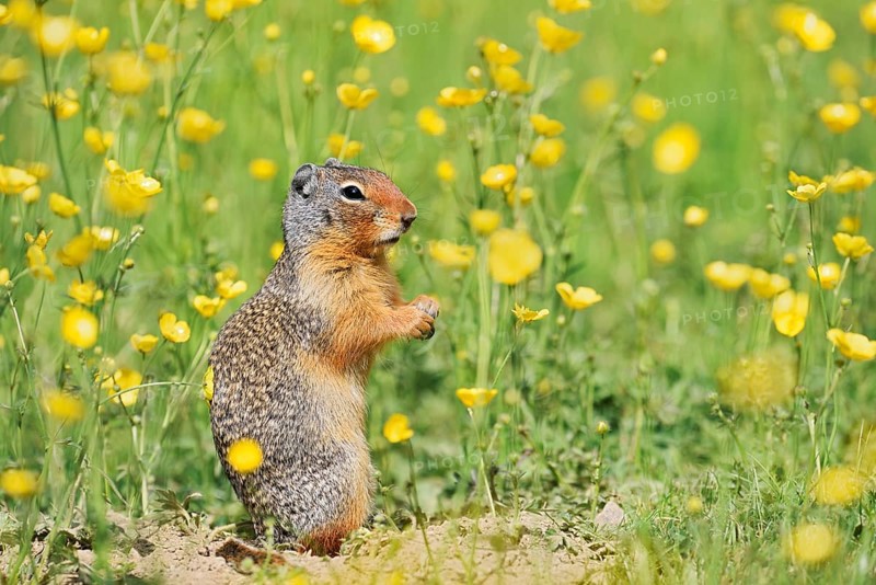 Columbia ground squirrel (Urocitellus columbianus, Spermophilus columbianus) in a flower meadow, Yoho National Park, British Columbia, Canada