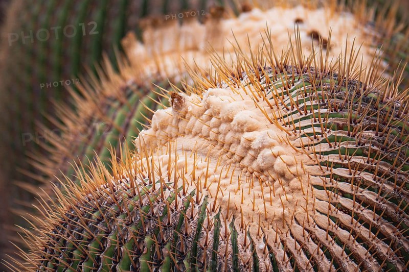 Detailed close up of a cactus showcasing its intricate texture, sharp spines, and natural patterns. The image highlights the unique beauty and resilience of this desert plant