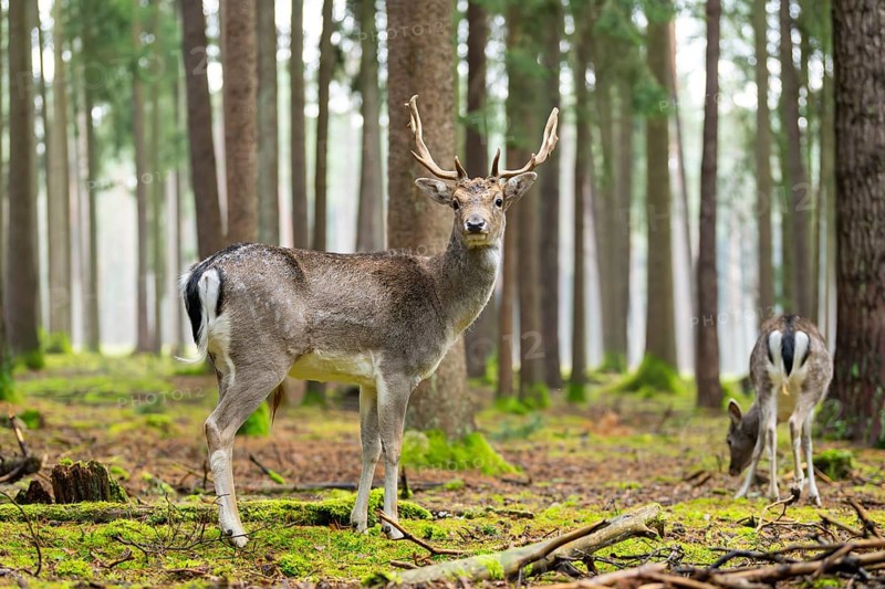 European fallow deer (Dama dama) buck in a forest in autumn, Bavaria, Germany