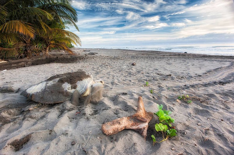 Green sea turtle returning to Caribbean Sea after laying eggs on beach in Tortuguero National Park