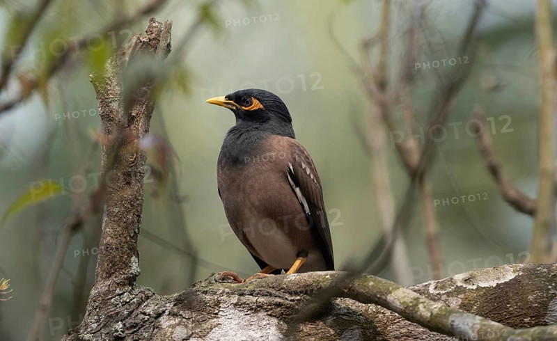 A Common Myna (Acridotheres tristis) on a tree branch, Sreepur, Gazipur, Bangladesh