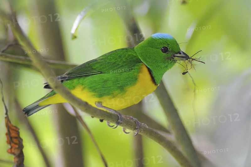 Blue-crowned Chlorophonia (Chlorophonia occipitalis), Guatemala