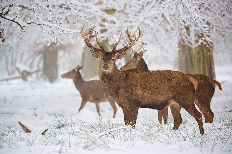 Deer standing in a snow-covered forest, surrounded by bare trees under a winter sky, Winter, Red deer (Cervus elaphus), Hesse, Germany