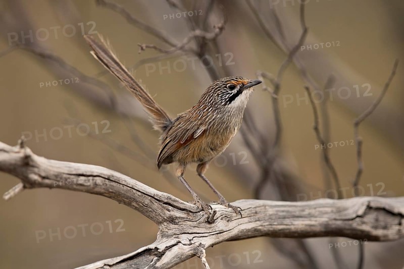 Striated Grasswren (Amytornis striatus) perched on a branch, Victoria, Australia