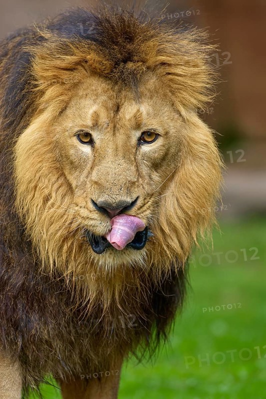 A lion with an impressive mane licks its tongue in a green environment, captive, Germany
