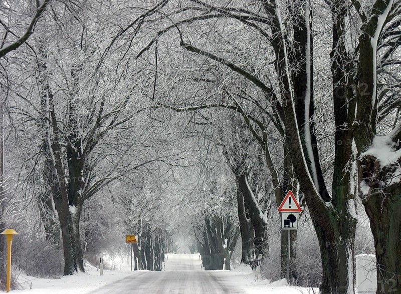 Winter linden avenue (Tilia) on a federal road, Mecklenburg-Western Pomerania, Germany