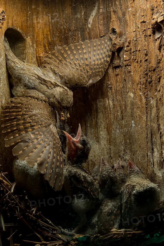 Eurasian Wryneck (Jynx torquilla) feeding chicks in nesting box, Saxony, Germany