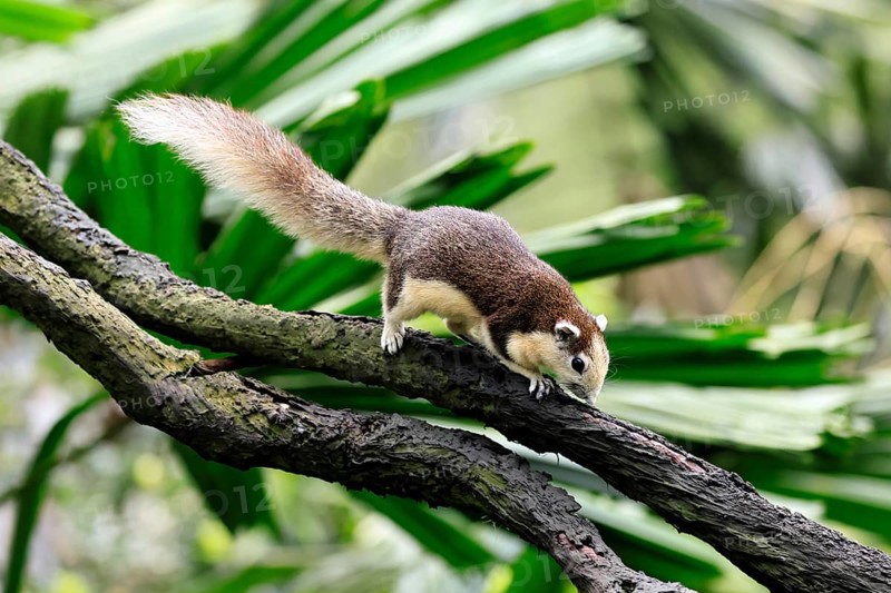 Finlayson's squirrel (Callosciurus finlaysonii), adult, on tree, foraging, Singapore, Southeast Asia