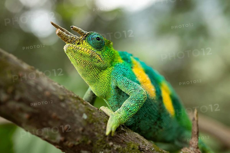 Three-horned chameleon (Trioceros jacksonii), male, Bwindi Impenetrable Forest National Park, Uganda