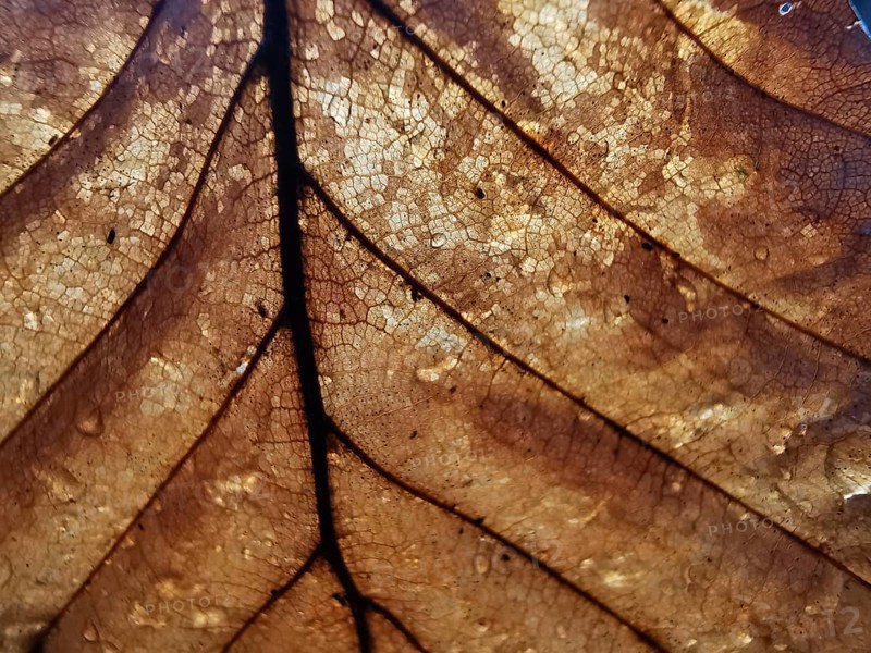 Detailed close-up of a brown leaf in autumn with visible veins and cells, Franconian Forest nature park Park