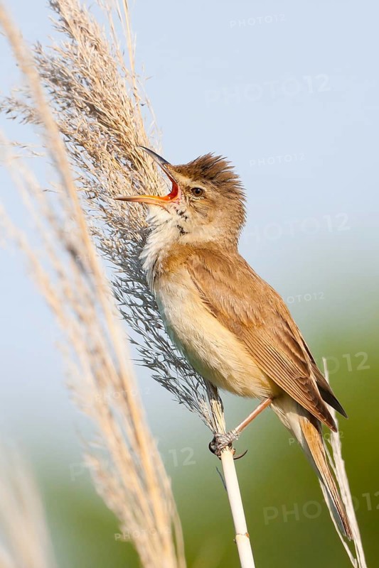 Great Reed Warbler (Acrocephalus arundinaceus) male singing, Croatia