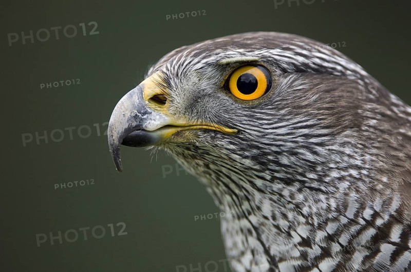 Northern Goshawk (Accipiter gentilis), Lower Saxony, Germany