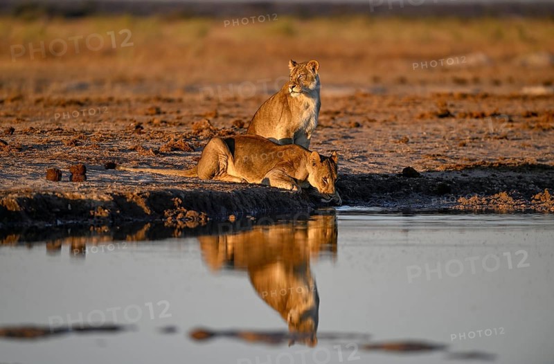 Two lionesses (Panthera leo) in the morning light at the Nxai Pan waterhole, Nxai Pan National Park, near Gweta, Central District, Botswana