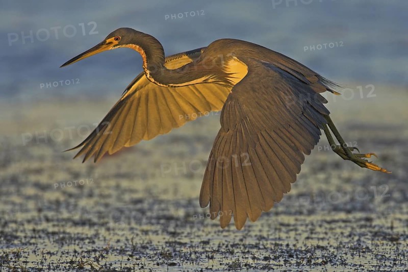 Tricolored Heron (Egretta tricolor) flying, Florida, USA