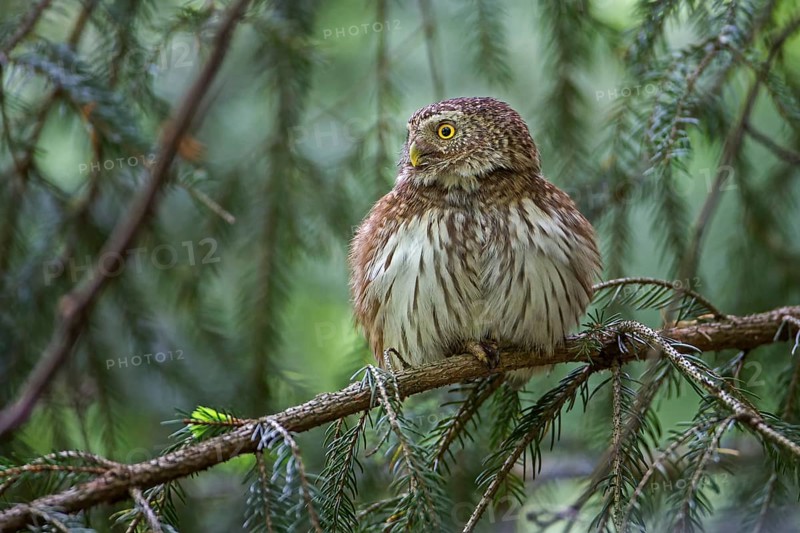 Eurasian Pygmy Owl (Glaucidium passerinum), Saxony, Germany