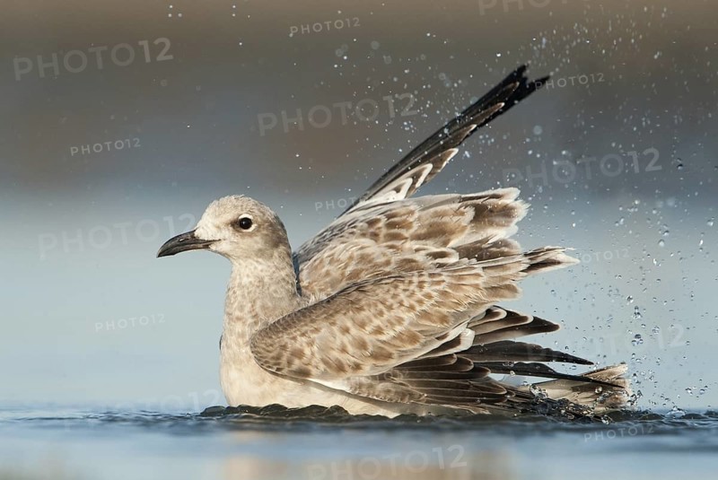 Laughing Gull (Leucophaeus atricilla), Texas, USA