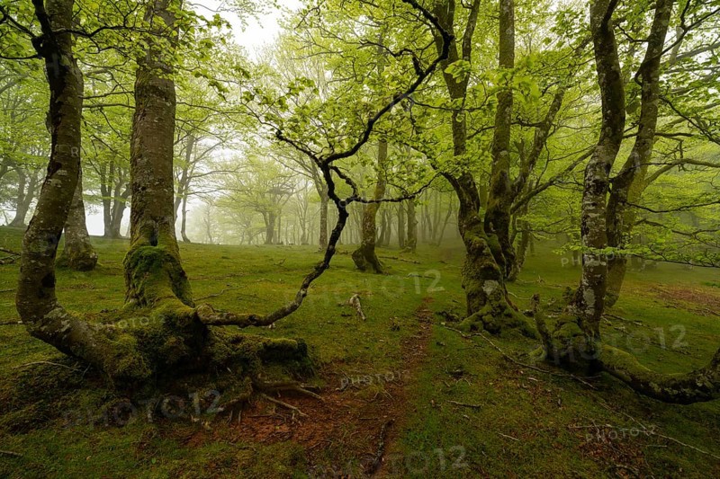 A magic forest with vibrant green foliage and moss covered tree trunks in the Pyrenees. The serene atmosphere and soft light create a peaceful, enchanting woodland scene