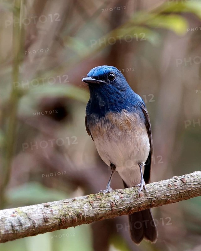 Hainan Blue Flycatcher (Cyornis hainanus) male, Khao Yai, Thailand