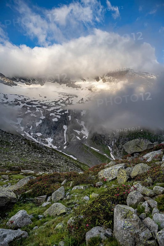 Cloudy mountain landscape with blooming alpine rose, view of rocky and glaciated mountains with summits Hoher Weißzint and Hochfeiler, glacier Schlegeiskees, Furtschaglhaus, Berliner Höhenweg, Zillertal, Tyrol, Austria