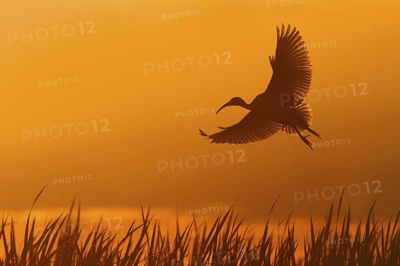 Australian White Ibis (Threskiornis molucca) flying, Victoria, Australia