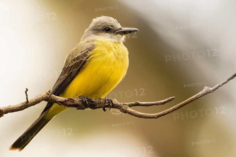 Tropical Kingbird (Tyrannus melancholicus) perched on a branch, Bolivia